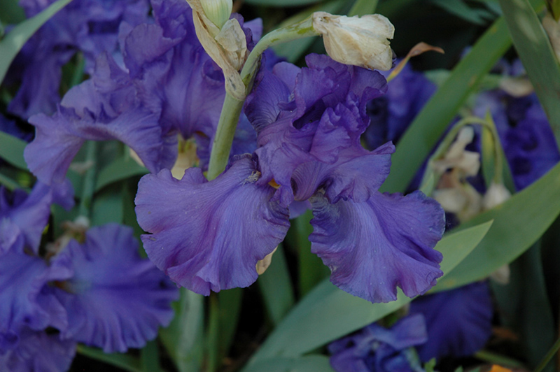 Breakers Iris (Iris 'Breakers') at Hoffmann Hillermann Nursery & Florist