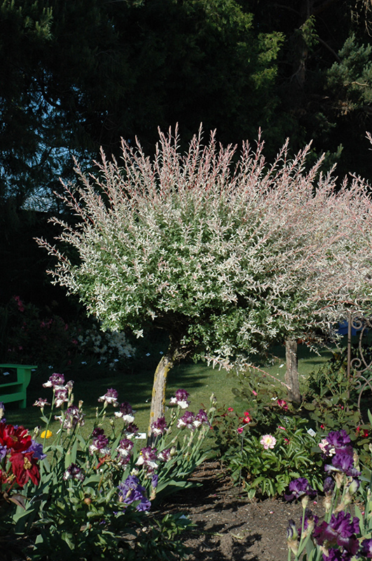 Tricolor Willow (tree form) (Salix integra 'Hakuro Nishiki (tree form)') at Hoffmann Hillermann Nursery & Florist