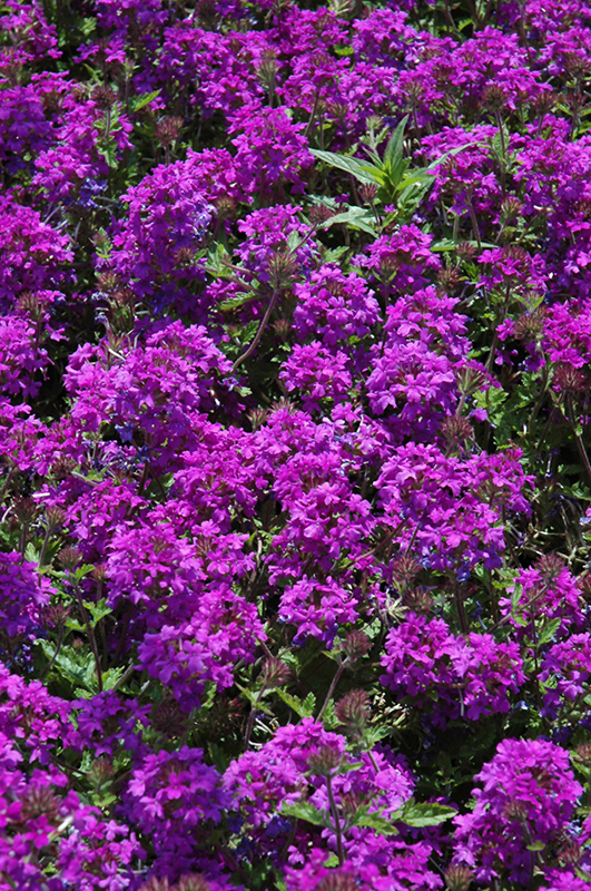 Homestead Purple Verbena (Verbena 'Homestead Purple') at Hoffmann Hillermann Nursery & Florist
