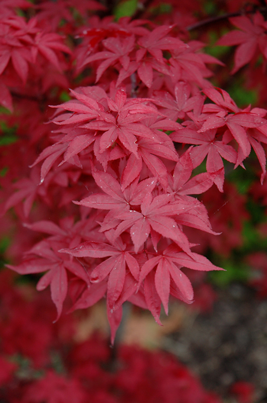 Twombly's Red Sentinel Japanese Maple (Acer palmatum 'Twombly's Red Sentinel') at Hoffmann Hillermann Nursery & Florist