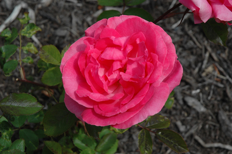 Tahitian Treasure Rose (Rosa 'Radtreasure') at Hoffmann Hillermann Nursery & Florist