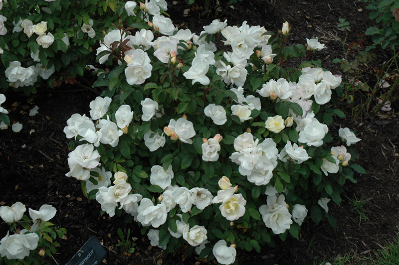 White Knock Out Rose (Rosa 'Radwhite') at Hoffmann Hillermann Nursery & Florist