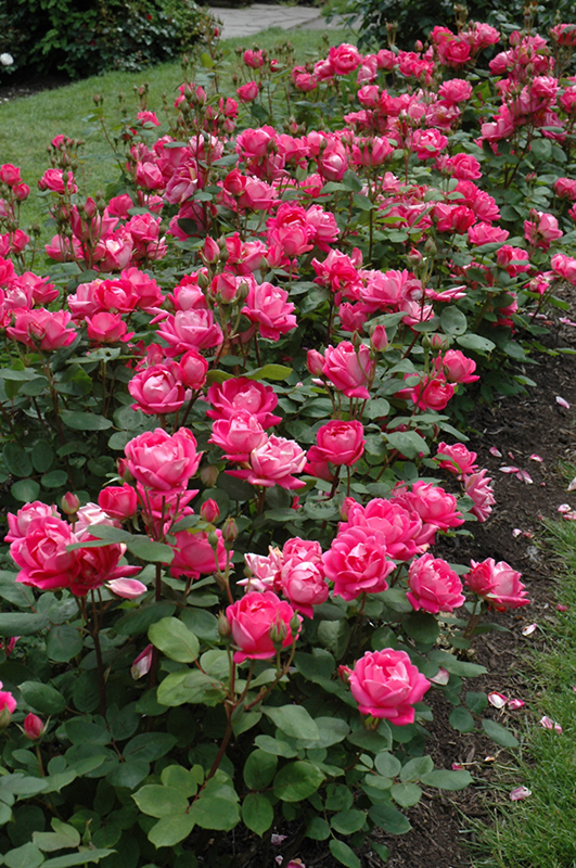 Double Knock Out Rose (Rosa 'Radtko') at Hoffmann Hillermann Nursery & Florist