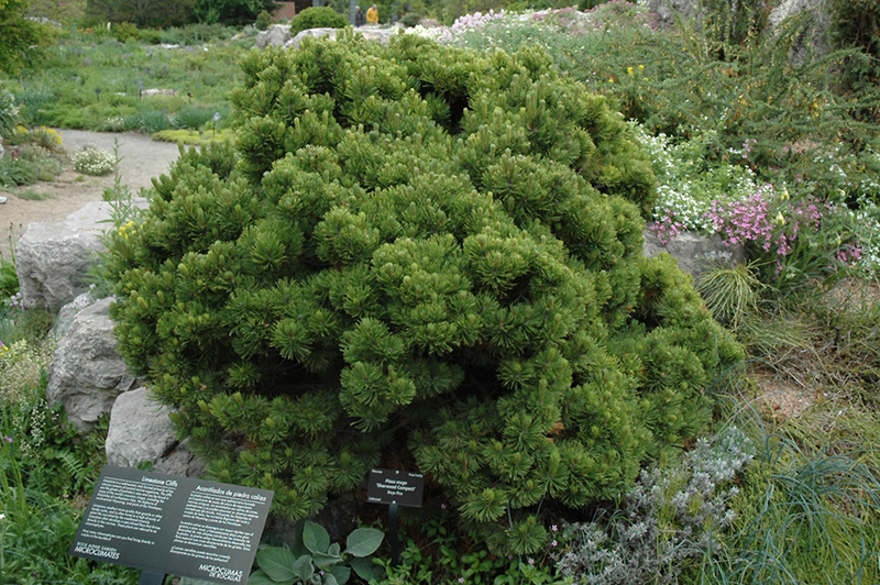 Sherwood Compact Mugo Pine (Pinus mugo 'Sherwood Compact') at Hoffmann Hillermann Nursery & Florist