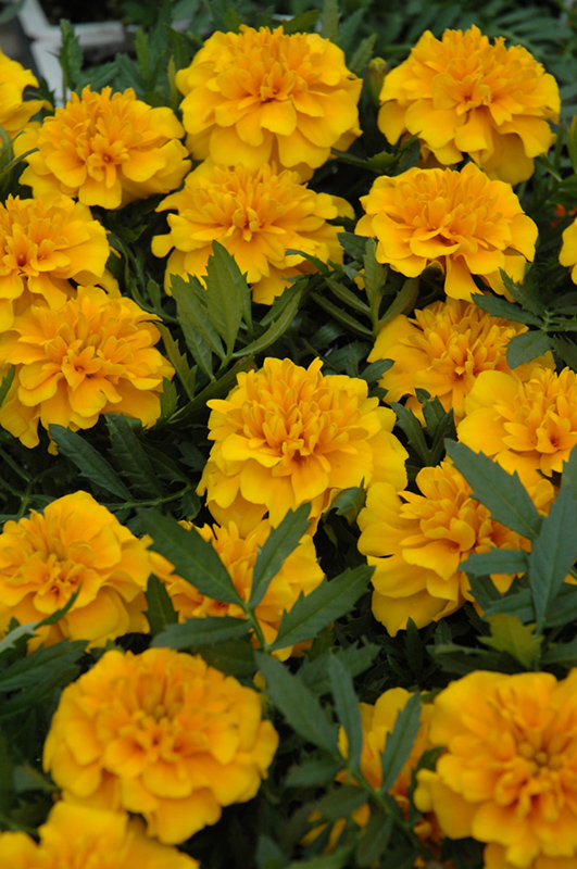 Bonanza Gold Marigold (Tagetes patula 'Bonanza Gold') at Hoffmann Hillermann Nursery & Florist