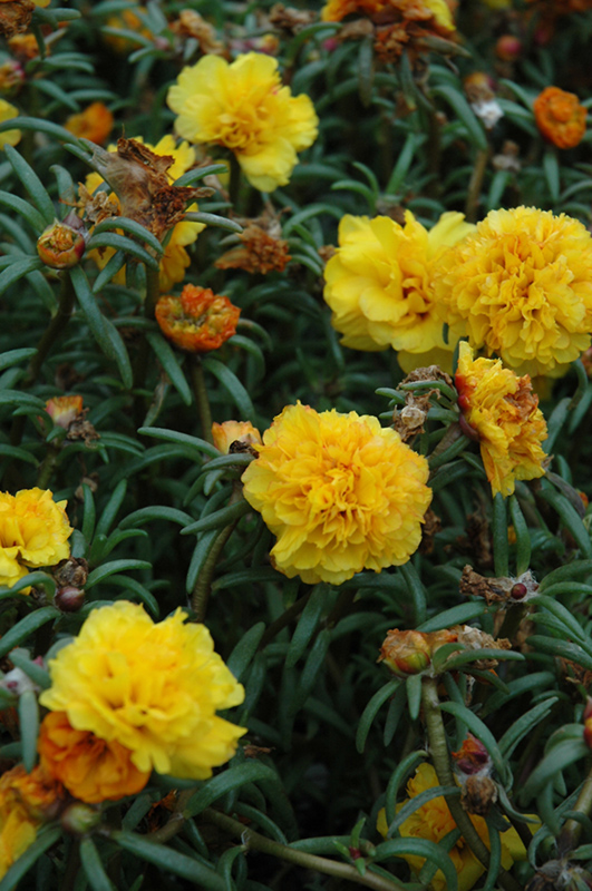 Happy Trails Yellow Portulaca (Portulaca grandiflora 'Happy Trails Yellow') at Hoffmann Hillermann Nursery & Florist