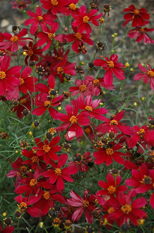 Red Satin Tickseed (Coreopsis 'Red Satin') at Hoffmann Hillermann Nursery & Florist