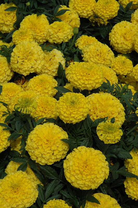 Taishan Yellow Marigold (Tagetes erecta 'Taishan Yellow') at Hoffmann Hillermann Nursery & Florist