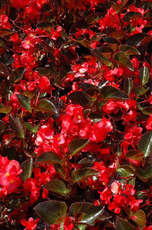 Big Red Bronze Leaf Begonia (Begonia 'Big Red Bronze Leaf') at Hoffmann Hillermann Nursery & Florist