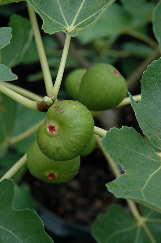 Common Fig (Ficus carica) at Hoffmann Hillermann Nursery & Florist