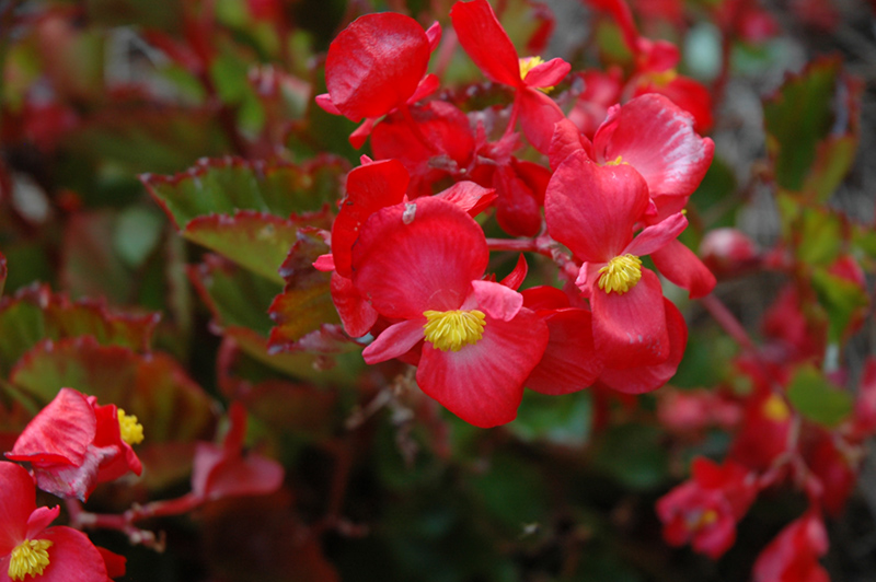 BabyWing Red Begonia (Begonia 'BabyWing Red') at Hoffmann Hillermann Nursery & Florist