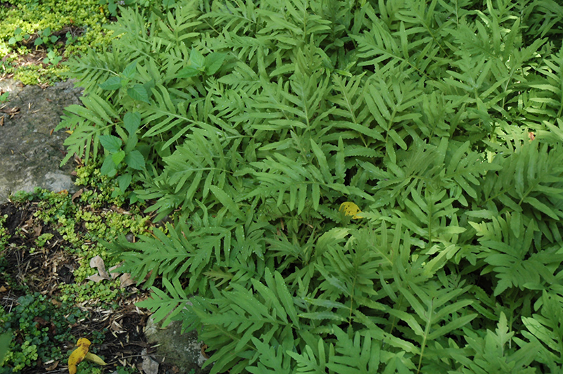 Sensitive Fern (Onoclea sensibilis) at Hoffmann Hillermann Nursery & Florist