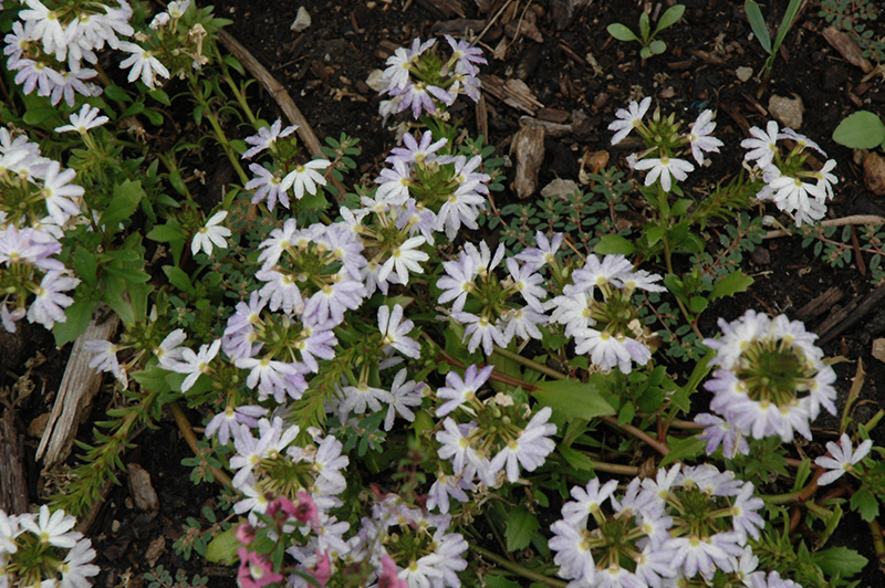 Fairy White Fan Flower (Scaevola aemula 'KLESC13596') at Hoffmann Hillermann Nursery & Florist