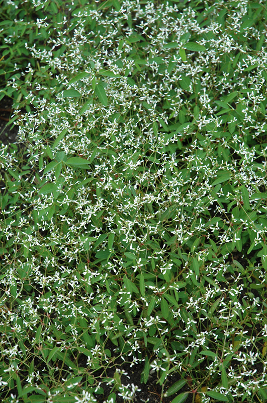 Breathless White Euphorbia (Euphorbia 'Balbrewite') at Hoffmann Hillermann Nursery & Florist