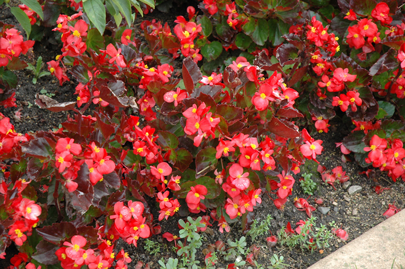 BabyWing Red Begonia (Begonia 'BabyWing Red') at Hoffmann Hillermann Nursery & Florist