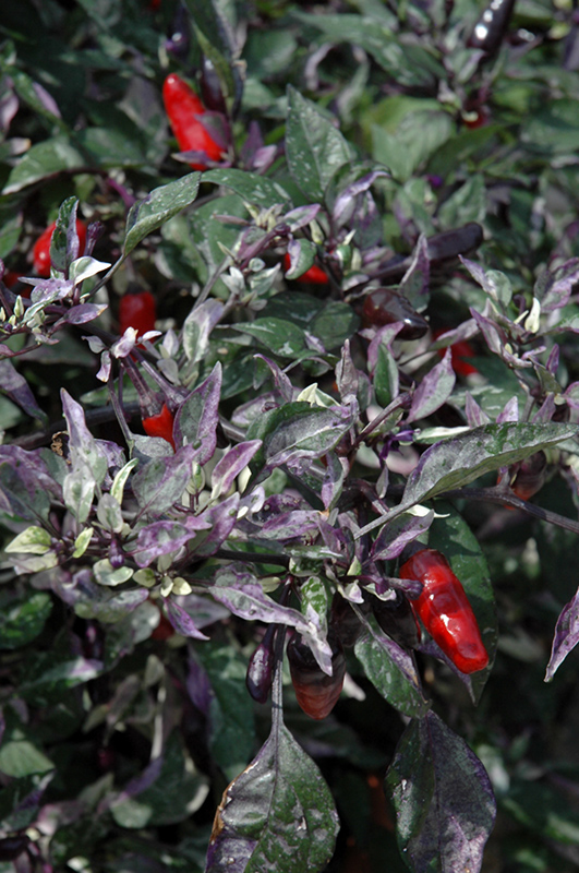Calico Ornamental Pepper (Capsicum annuum 'Calico') at Hoffmann Hillermann Nursery & Florist