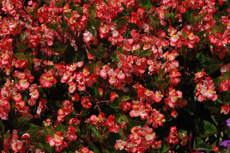 BabyWing Bicolor Begonia (Begonia 'BabyWing Bicolor') at Hoffmann Hillermann Nursery & Florist