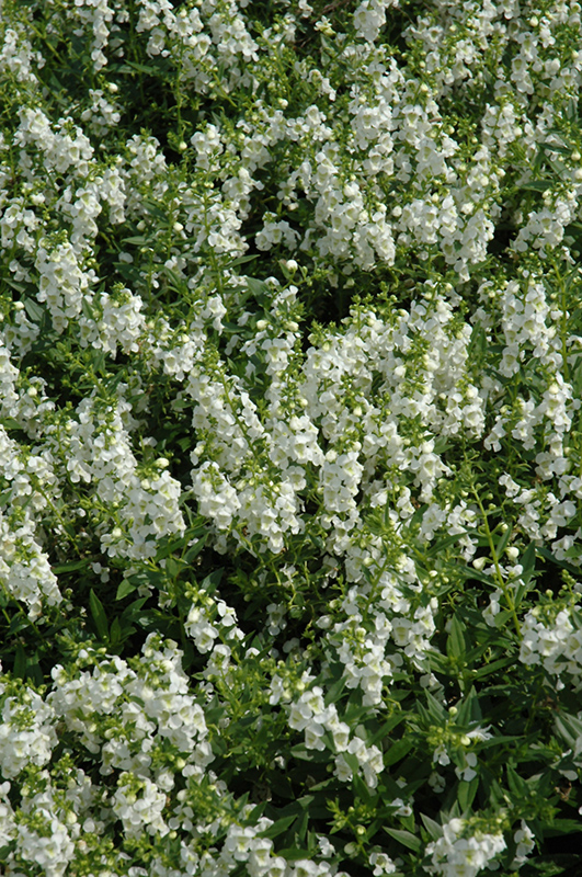 Serenita White Angelonia (Angelonia angustifolia 'PAS811168') at Hoffmann Hillermann Nursery & Florist