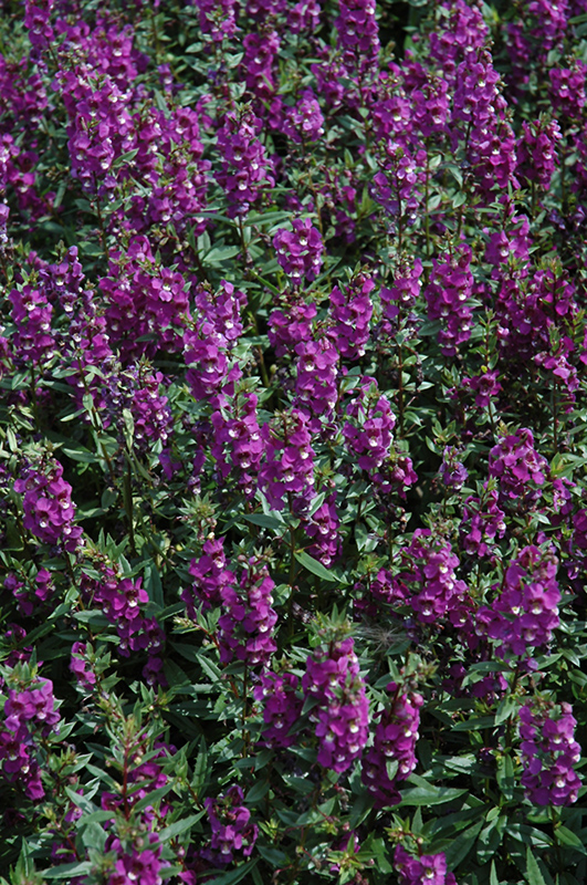Serenita Purple Angelonia (Angelonia angustifolia 'PAS803822') at Hoffmann Hillermann Nursery & Florist