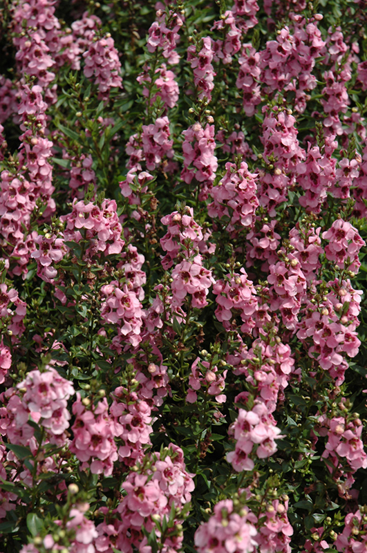 Serenita Pink Angelonia (Angelonia angustifolia 'Serenita Pink') at Hoffmann Hillermann Nursery & Florist