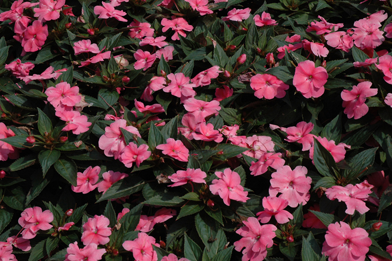 SunPatiens Compact Pink New Guinea Impatiens (Impatiens 'SunPatiens Compact Pink') at Hoffmann Hillermann Nursery & Florist