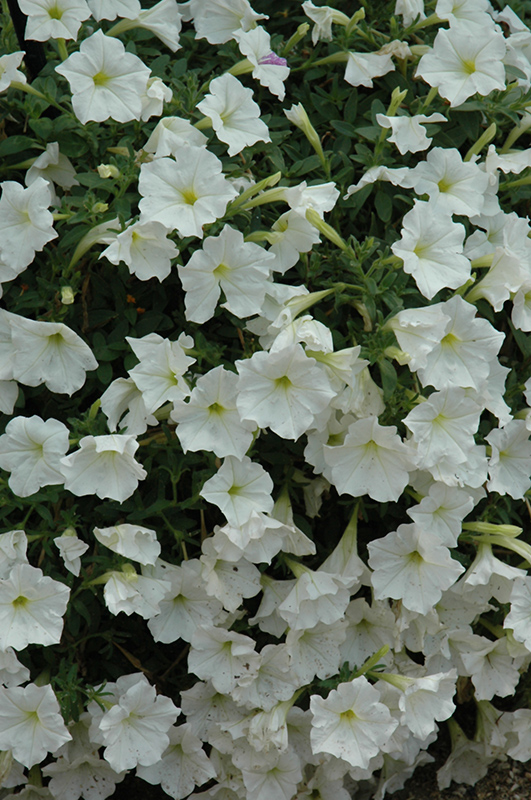 Supertunia White Petunia (Petunia 'Supertunia White') at Hoffmann Hillermann Nursery & Florist