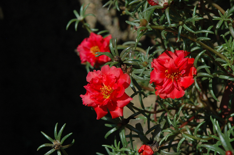 Happy Trails Deep Red Portulaca (Portulaca grandiflora 'Happy Trails Deep Red') at Hoffmann Hillermann Nursery & Florist