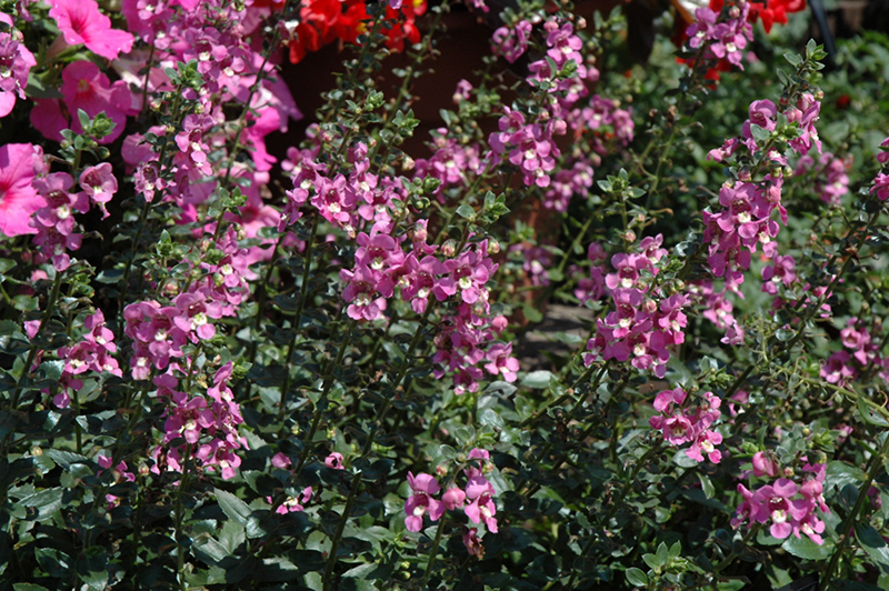 Alonia Pink Romance Angelonia (Angelonia angustifolia 'Alonia Pink Romance') at Hoffmann Hillermann Nursery & Florist