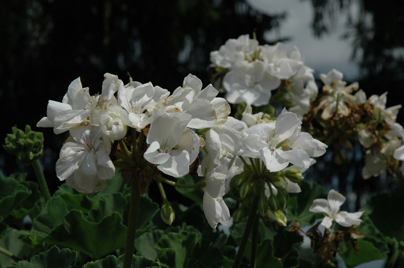Allure White Geranium (Pelargonium 'Allure White') at Hoffmann Hillermann Nursery & Florist