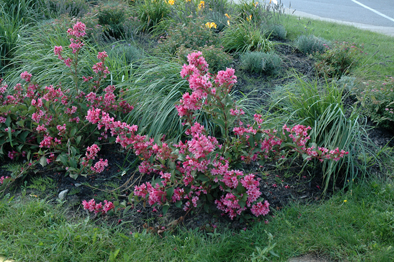 Sonic Bloom Pink Reblooming Weigela (Weigela florida 'Bokrasopin') at Hoffmann Hillermann Nursery & Florist