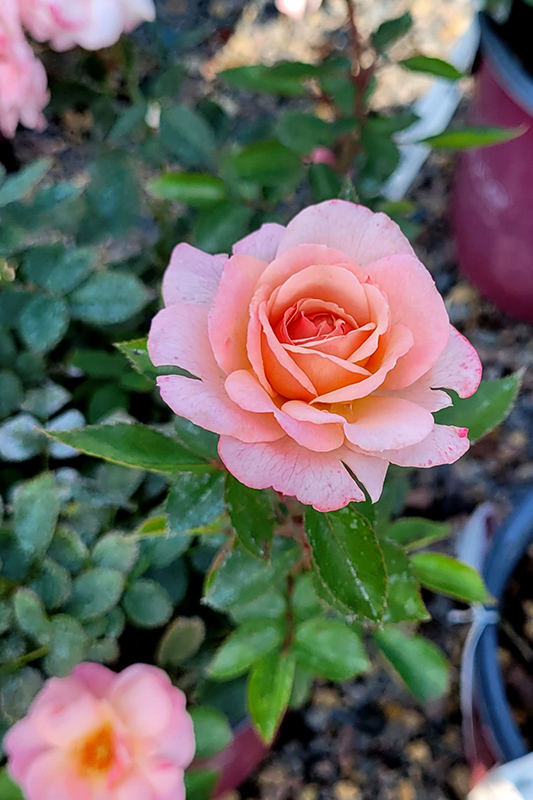 Calypso Rose (Rosa 'BAIypso') at Hoffmann Hillermann Nursery & Florist