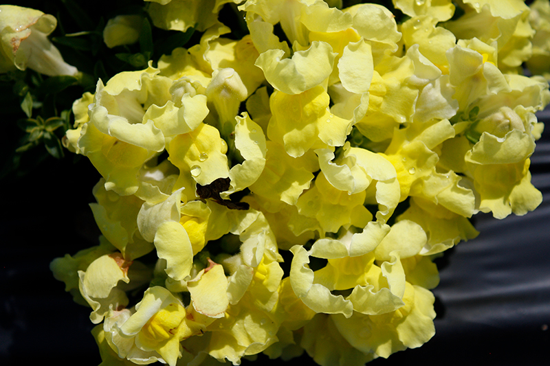 Snapshot Yellow Snapdragon (Antirrhinum majus 'PAS409666') at Hoffmann Hillermann Nursery & Florist