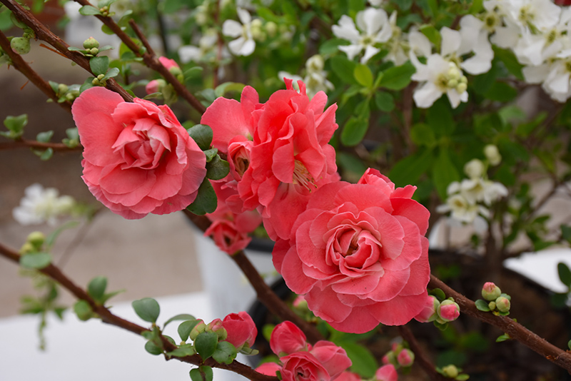 Double Take Pink Flowering Quince (Chaenomeles speciosa 'Pink Storm') at Hoffmann Hillermann Nursery & Florist
