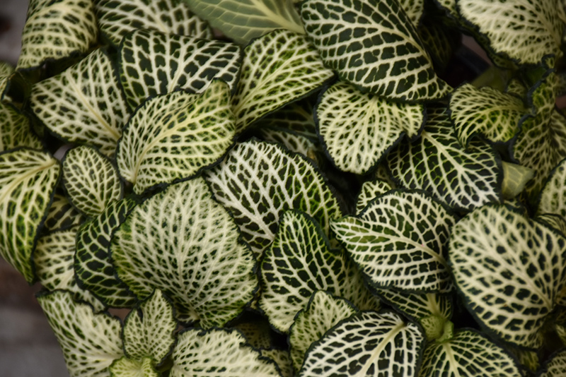 Mosaic Plant (Fittonia albivenis) at Hoffmann Hillermann Nursery & Florist
