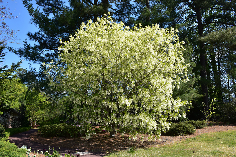 White Fringetree (Chionanthus virginicus) at Hoffmann Hillermann Nursery & Florist