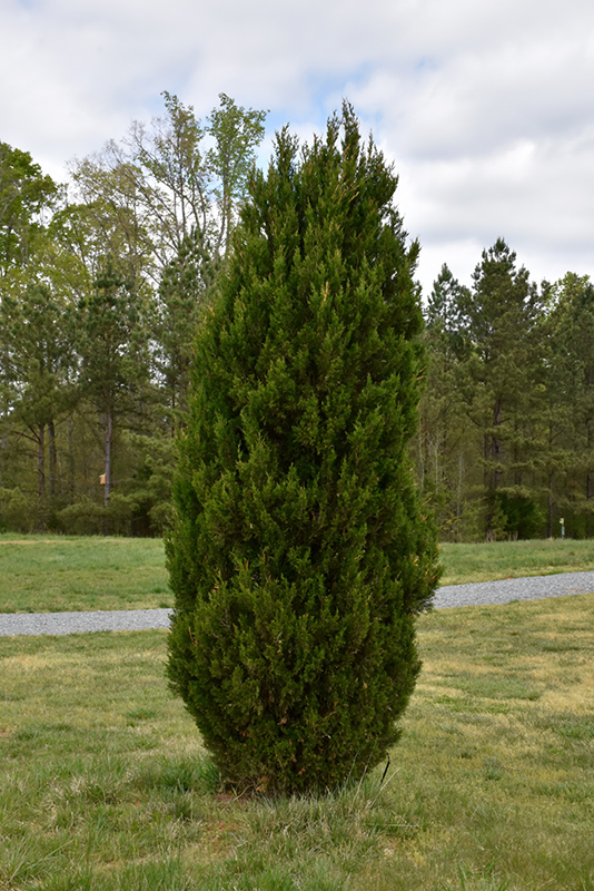 Spartan Juniper (Juniperus chinensis 'Spartan') at Hoffmann Hillermann Nursery & Florist