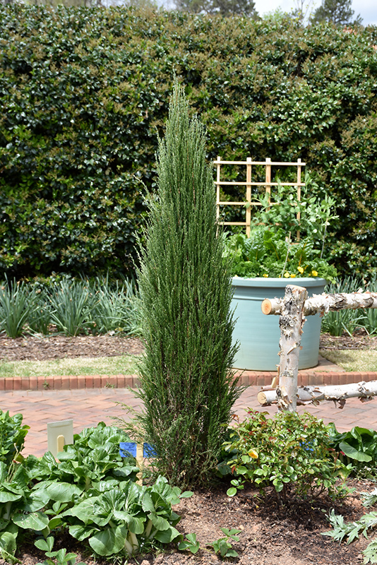 Blue Arrow Juniper (Juniperus scopulorum 'Blue Arrow') at Hoffmann Hillermann Nursery & Florist