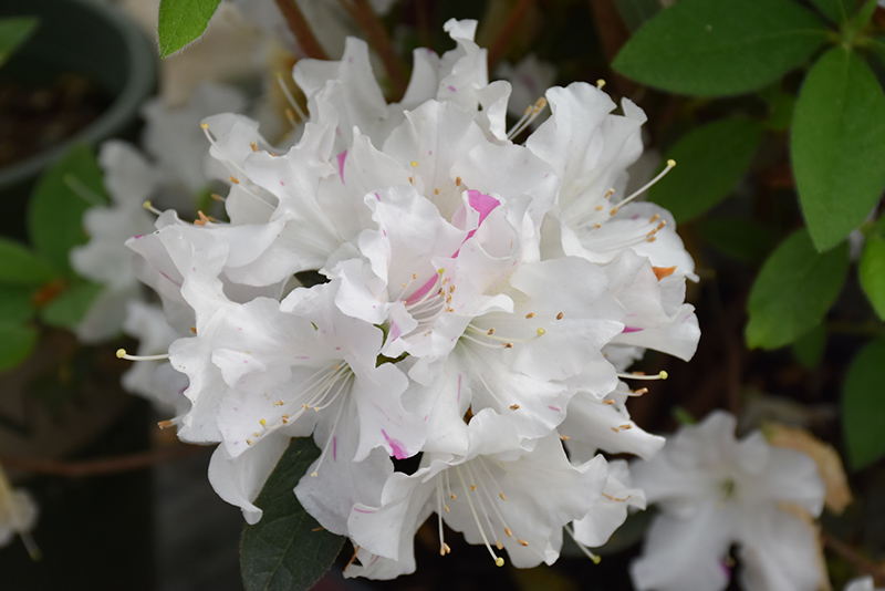 Encore Autumn Lily Azalea (Rhododendron 'Roblex') at Hoffmann Hillermann Nursery & Florist