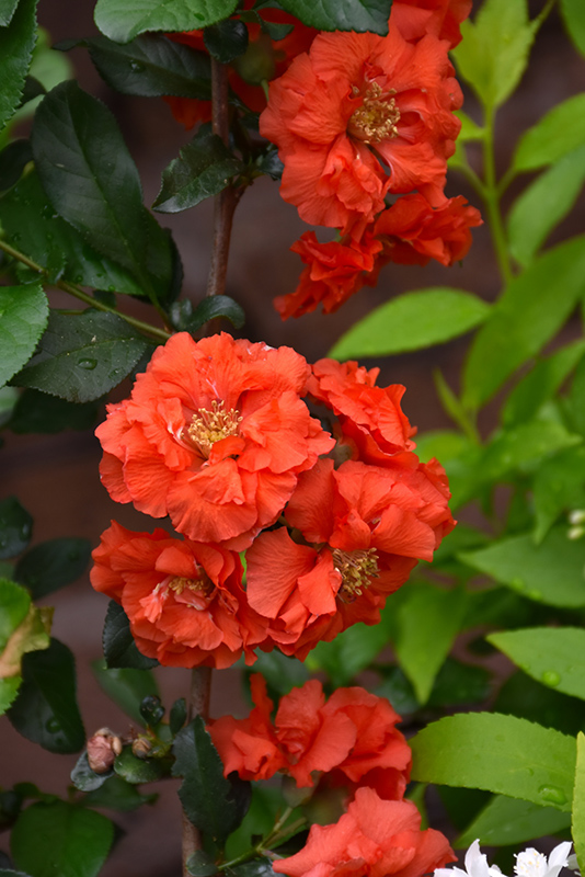 Double Take Orange Flowering Quince (Chaenomeles speciosa 'Orange Storm') at Hoffmann Hillermann Nursery & Florist