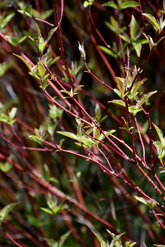 Bailey's Red Twig Dogwood (Cornus sericea 'Baileyi') at Hoffmann Hillermann Nursery & Florist