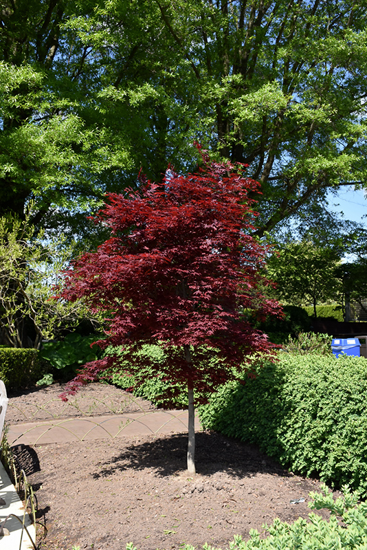 Fireglow Japanese Maple (Acer palmatum 'Fireglow') at Hoffmann Hillermann Nursery & Florist