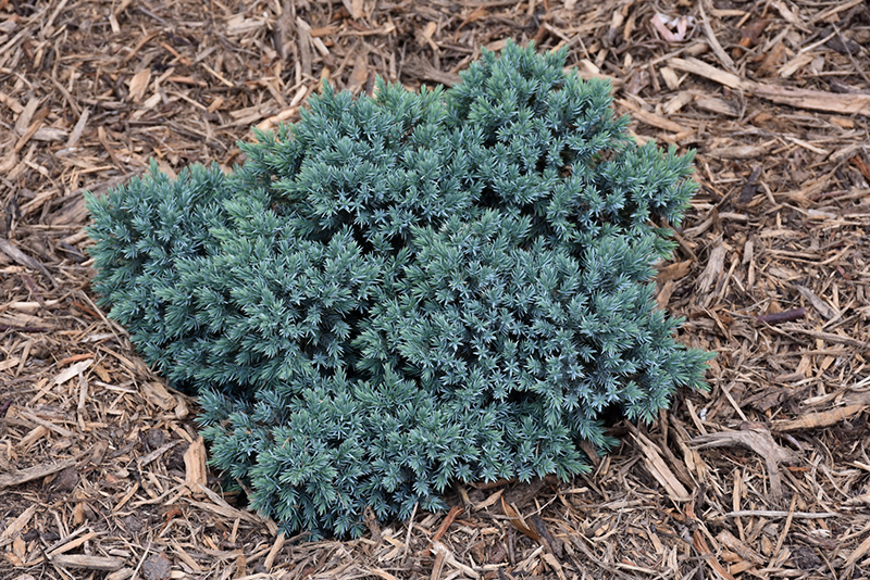 Blue Star Juniper (Juniperus squamata 'Blue Star') at Hoffmann Hillermann Nursery & Florist