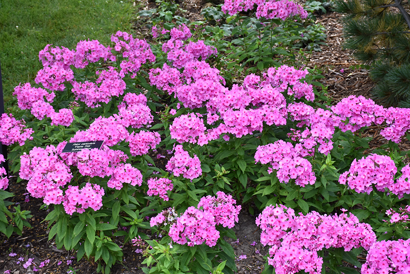 Flame Pink Garden Phlox (Phlox paniculata 'Flame Pink') at Hoffmann Hillermann Nursery & Florist