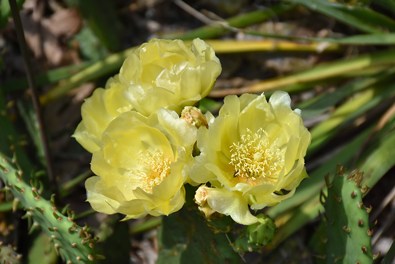 Prickly Pear Cactus (Opuntia humifusa) at Hoffmann Hillermann Nursery & Florist