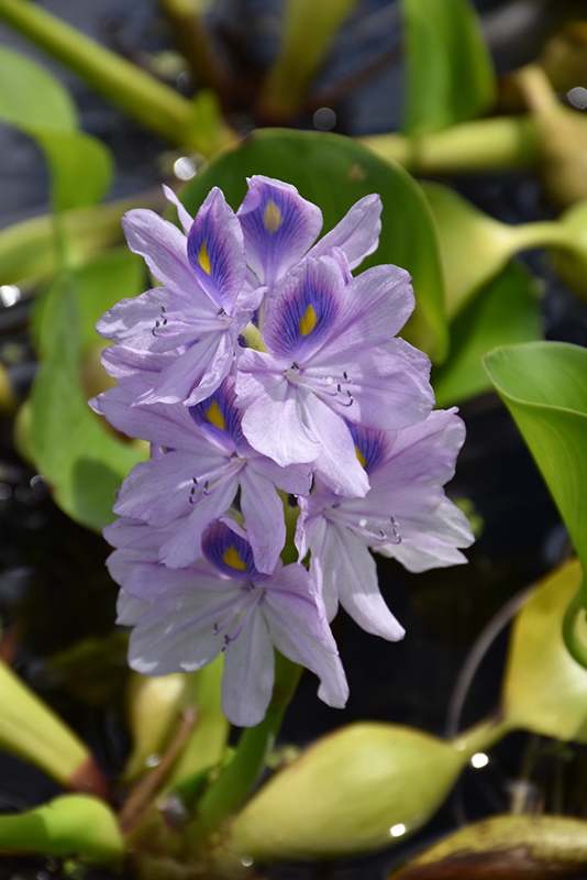 Water Hyacinth (Eichhornia crassipes) at Hoffmann Hillermann Nursery & Florist