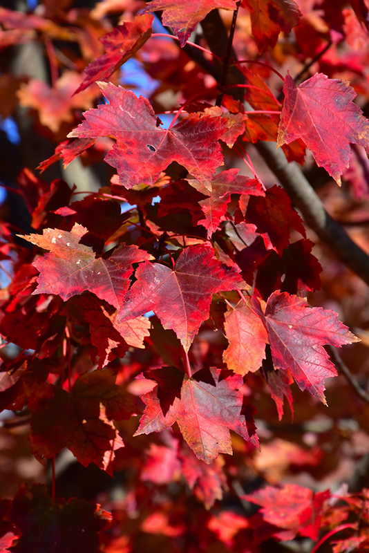 Autumn Flame Red Maple (Acer rubrum 'Autumn Flame') at Hoffmann Hillermann Nursery & Florist