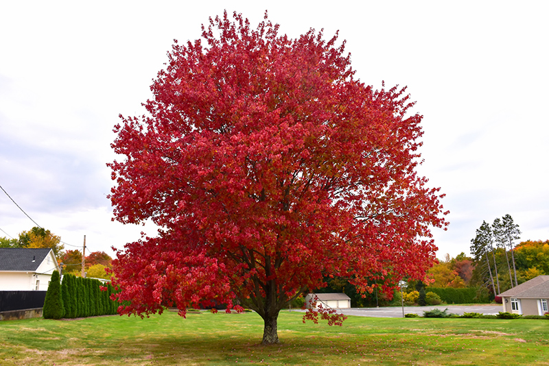 Red Maple (Acer rubrum) at Hoffmann Hillermann Nursery & Florist