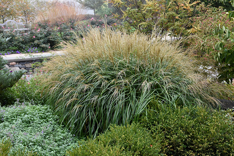 Adagio Maiden Grass (Miscanthus sinensis 'Adagio') at Hoffmann Hillermann Nursery & Florist