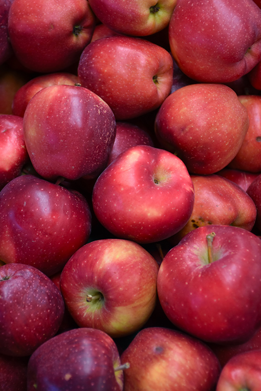 Red Delicious Apple (Malus 'Red Delicious') at Hoffmann Hillermann Nursery & Florist