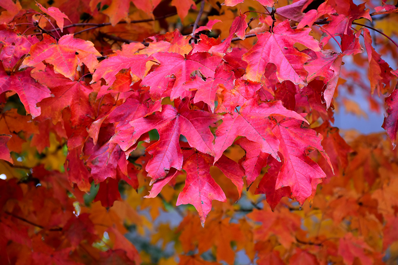 Fall Fiesta Sugar Maple (Acer saccharum 'Bailsta') at Hoffmann Hillermann Nursery & Florist
